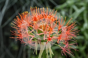 Red flowering exotic umbels