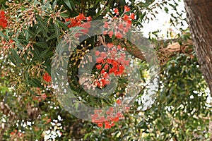 Red flowering gum Corymbia ficifolia  1