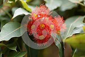 Red flowering gum Corymbia ficifolia