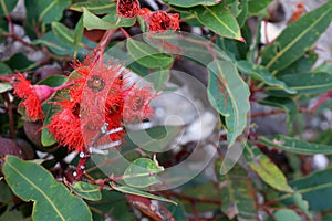 Red flowering gum (Corymbia ficifolia) flowers in bloom : (pix Sanjiv Shukla)