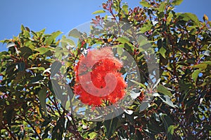 Red flowering gum Corymbia ficifolia formerly known as Eucalyptus ficifolia endemic to Western Australia