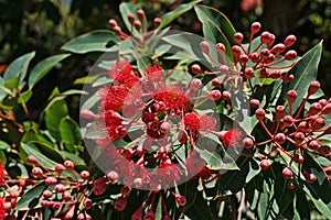 Red flowering gum flowers blooming