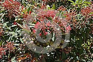 Red flowering gum flowers blooming