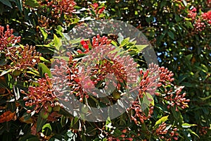 Red flowering gum flowers blooming