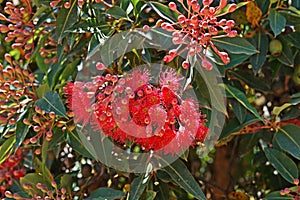 Red flowering gum flowers blooming