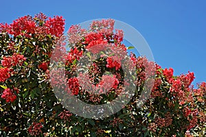 Red flowering gum flowers blooming