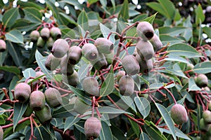 Red flowering gum fruits (Corymbia ficifolia) on a tree : (pix Sanjiv Shukla)