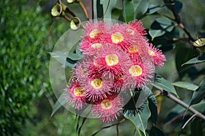 Red flowering gum tree blossoms, Corymbia ficifolia Wildfire