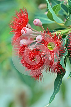Red flowering gum tree blossoms, Corymbia ficifolia Wildfire variety
