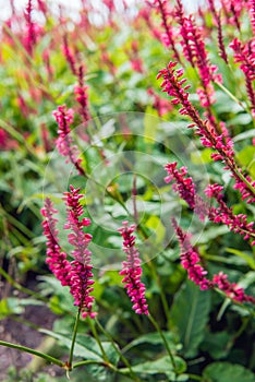 Red flowering Himalayan bistort plants from close