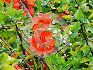 Red flowering mauleÃÂ´s quince in spring photo
