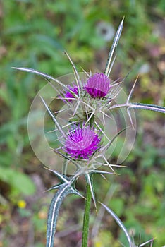 red flowering Milk thistle close-up