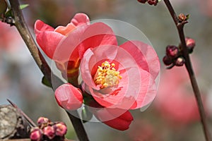 Red flowering Quince