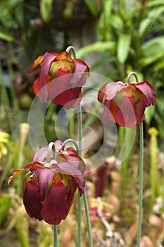 Red flowering sarracenia purpurea in garden