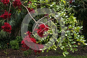 Red flowering schotia brachypetala or weeping boerboon tree