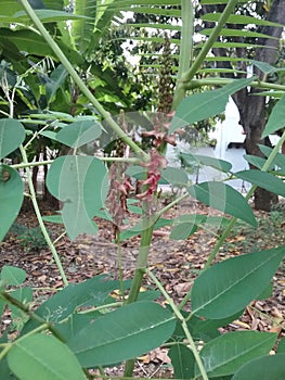 A red flowering tree with flower stalks attached to the trunk.