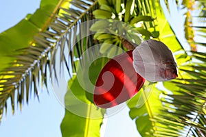 Red Flowering Tropical Banana Tree