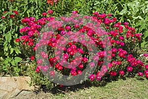 Red Flowers