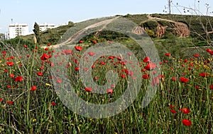 Red flowers