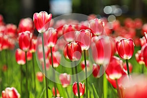 Red flowers