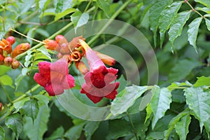 Red flowers