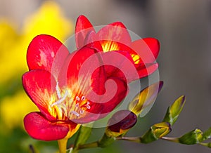 Red flowers