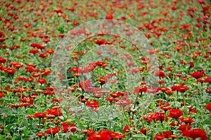 red flowers