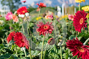 Red Flowers