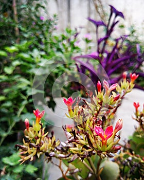 Red flowers