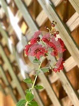 Red flowers against trellis