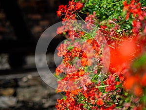 Red flowers along a wall with stylistic blur effect