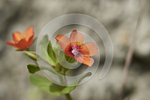 Red flowers of Anagallis arvensis plant