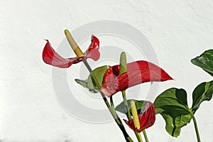 Red flowers of anthurium photographed close up