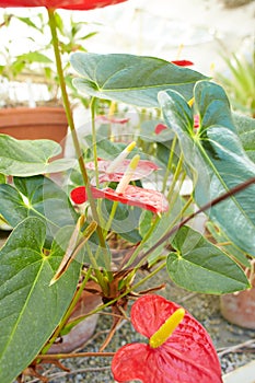 Red flowers of Anthurium, spadix in the garden.