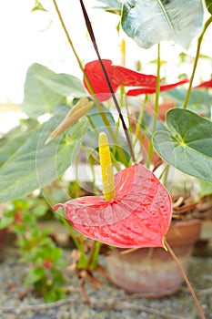 Red flowers of Anthurium, spadix in the garden.