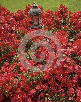 Red Flowers and Antique Lamp