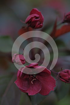 Red flowers of an apple tree on a blurred background