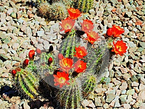 Red flowers of an Arizona cactus in full bloom in the summertime