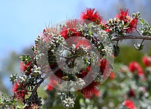 Red flowers of the Australian native shrub Granite Kunzea, Kunzea pulchella, family Myrtaceae photo