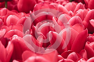 Red Flowers Background