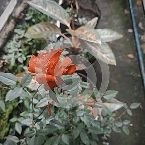 Red flowers is beautiful