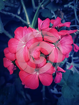 Red flowers with beautiful green background with mist formation.