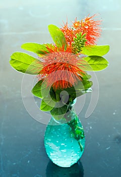 Red flowers with beautiful spherical feathers in a vase on the table.