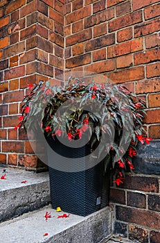 Red flowers of Begonia photo