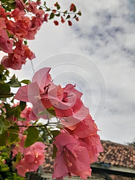 Red flowers with beground sky