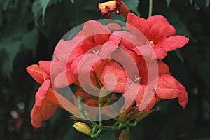 Red flowers - Bignonia Unguis -cati