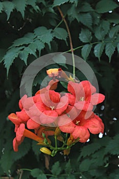 Red flowers - Bignonia Unguis -cati photo