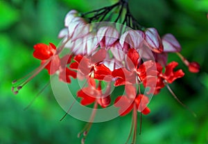 Red flowers of bleeding heart vine, Clerodendrum thomsoniae `Delectum`