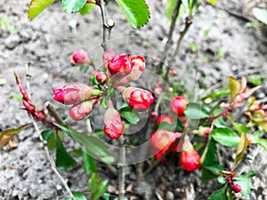 Red flowers bloom on the bush.