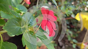 red flowers bloom perfectly wildly